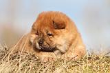 CHOW CHOW 214
